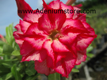 (image for) Rare Adenium Seeds \'Chatpilin\' (5 Seeds)